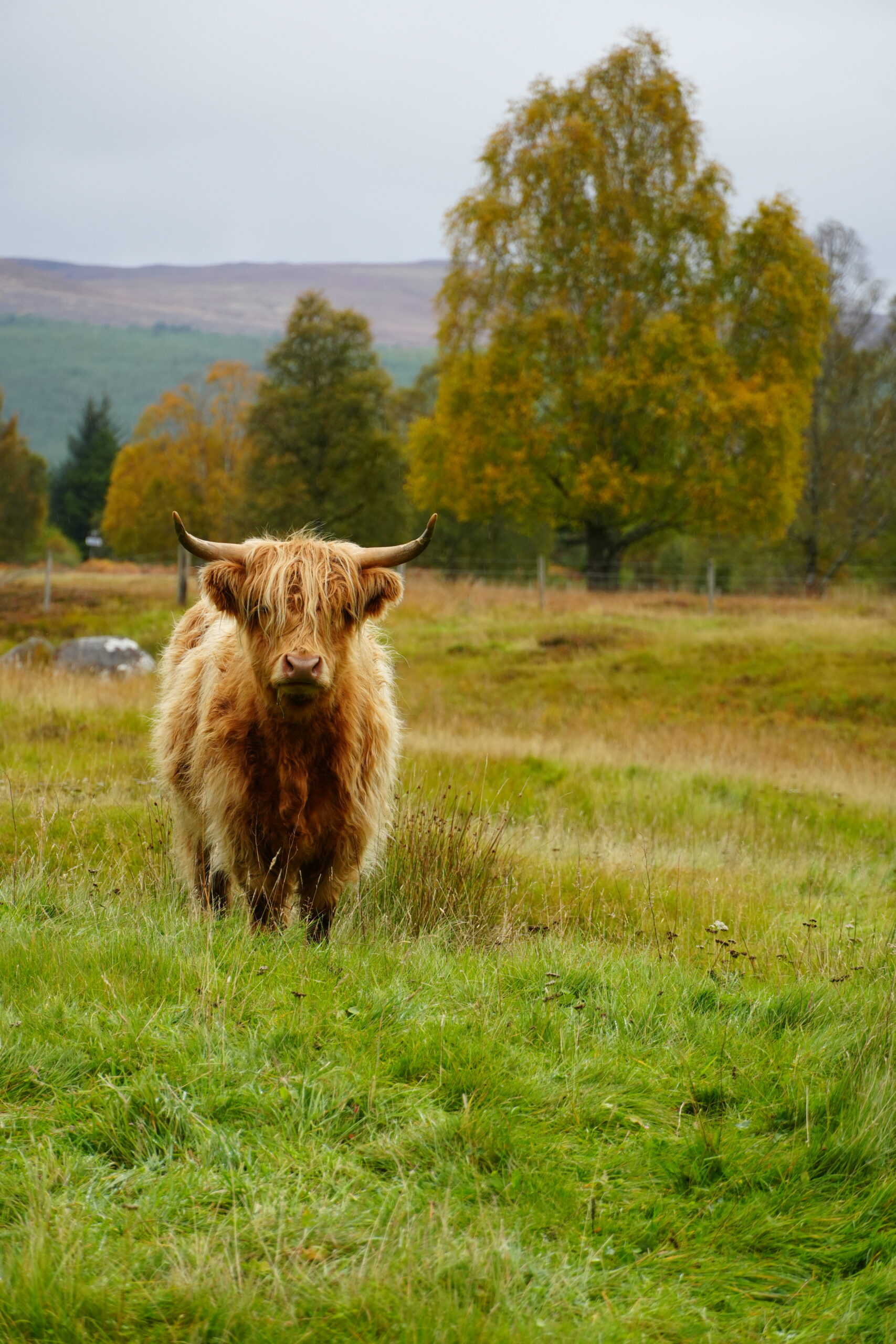 Scotland